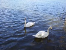 Swans / ***