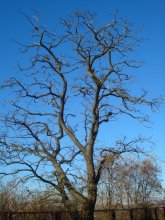 Baum / ***