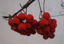Red Vogelbeere / ***
