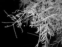 Night ... / ***