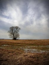 tree / ***