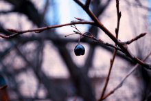 Überwinterte / ***