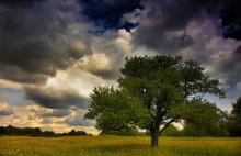 Eine grüne Eiche) / ***