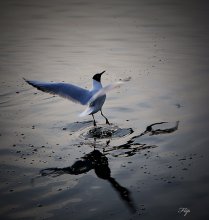 Ballett ... / ***