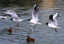 Flugphase / -----