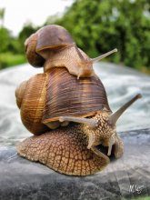 Verkauf von zweistöckigen Villa mobile (mögliche Verlängerung):) / ***