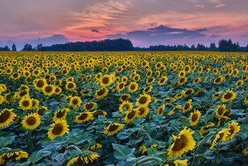 Sonnenblumen / ***
