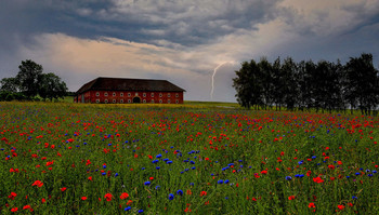  / Blumenwiese