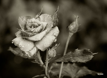 Rose / ***