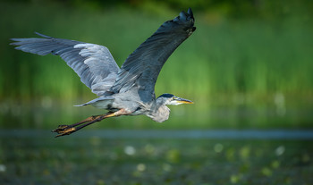 Great blue heron (juvenile) / ***