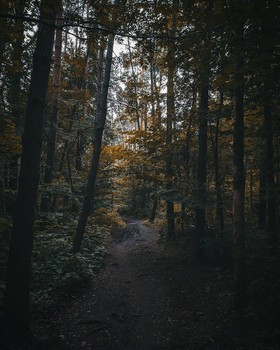  / ***