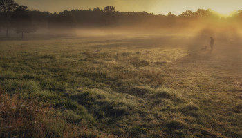 Abendnebel / ***