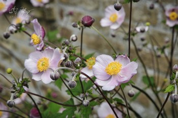 Mauerblümchen / Blumen vor einer Mauer