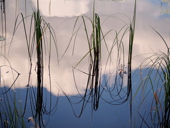 Bei der Reflexion / ***