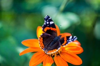 Admiral auf seiner Lieblingsblume / aufgenommen in meinem Garten