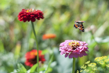 Flug / ***