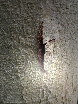 Waldbaumläufer / im Wald gesehen