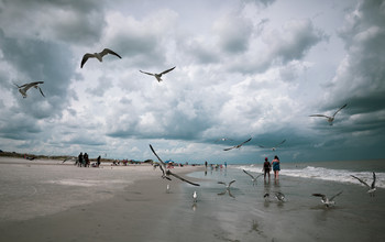 Birds / Ocean mafia