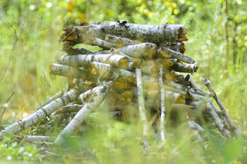 Waldlichtung / ***