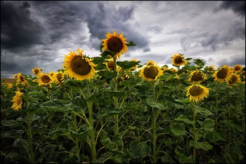 Späte Blüten / Sonnenblumen
