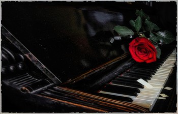 Rosa. / ***