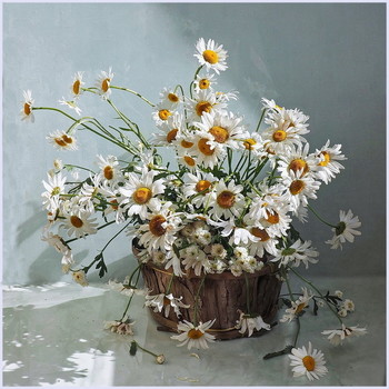 Gänseblümchen / ***