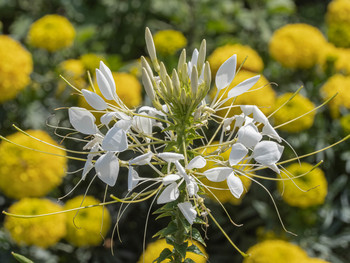 Herbstblumen / ***
