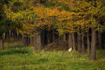 Am Rande des Waldes / ***