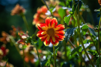 Flor / En el jardín