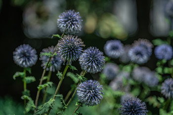 Flores de jardín / Jardín de flores