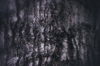 Grey Alien ll / Grey alien left his imprint on the bark of the tree.