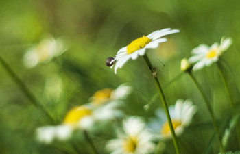 Morgen / ***