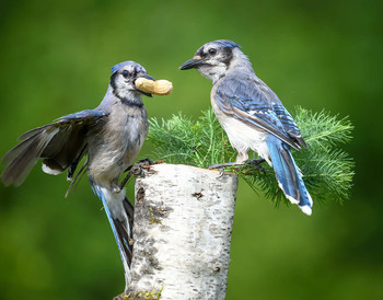 Blue jay / ***