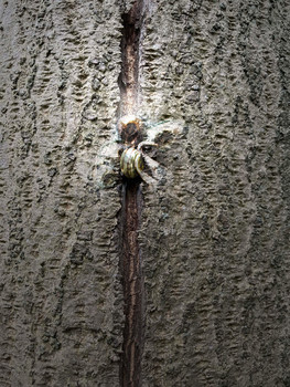 Snail trail / Eine psychedelische Schnecke