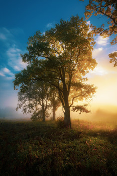 Morgendämmerung / ***