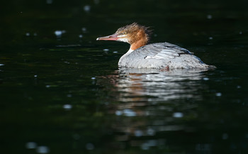Common Merganser (female) / ***