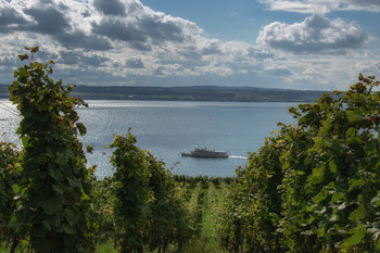 Wein am Bodensee / ***