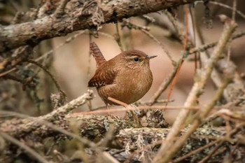 Troglodytes troglodytes / Troglodytes troglodytes)