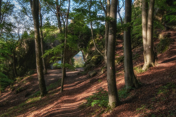 Das Tor im Wald / Felsentor in der Fränkischen Alb