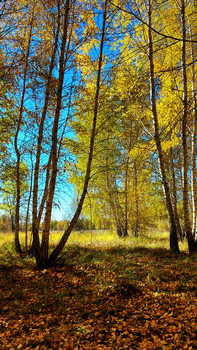 My Fall / ***