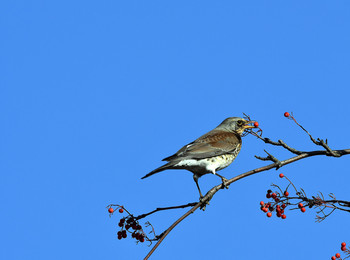 Thrush Wacholderdrossel / ***
