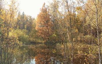 Herbstlicht / ***