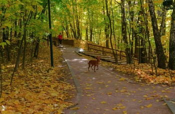 Herbst im Park / ***