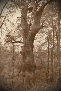 Old Oak / ***