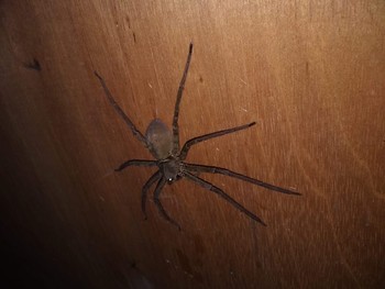 The Spider on the Wall / photo behind the wall