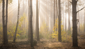 Herbst im Wald / ***