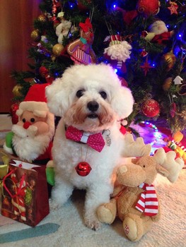 Mpiz / bichon frise