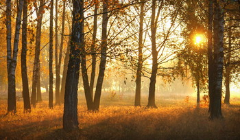 Herbst / ***