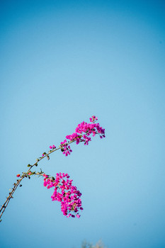 Bougainvillea Lost / A Bougainvillea in Santa Maria Del Rio, SLP