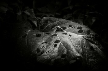 Arctium / Arctium